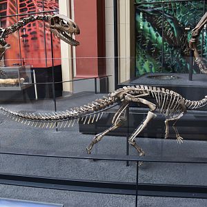 Dysalotosaurus Specimen, Museum für Naturkunde, Berlin, 7th June 2023