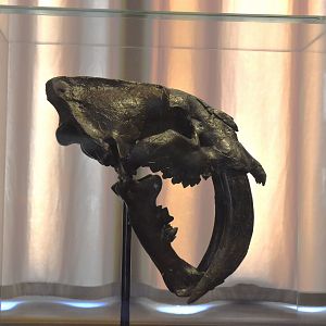 Smilodon Specimen (Skull), Museum für Naturkunde, Berlin, 7th June 2023