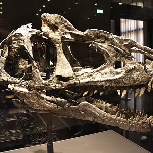 Allosaurus Specimen (Skull), Museum für Naturkunde, Berlin, 7th June 2023