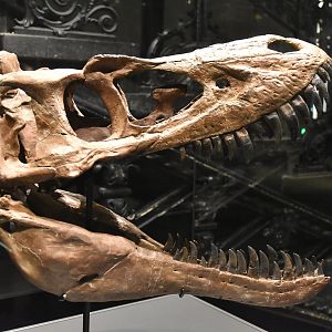 Juvenile Tyrannosaurus Specimen "Casper" (Skull), Museum für Naturkunde, Berlin, 7th June 2023
