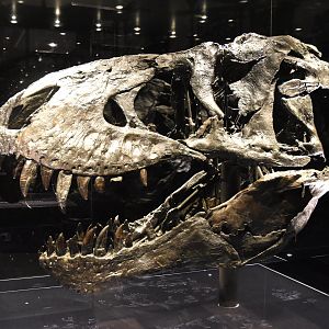 Tyrannosaurus Specimen "Tristan Otto" (Skull), Museum für Naturkunde, Berlin, 7th June 2023