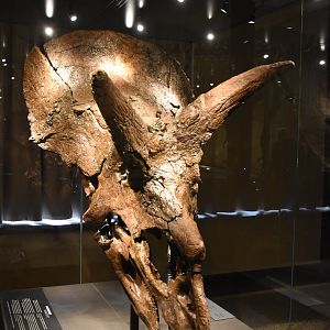 Triceratops Skull Specimen, Museum für Naturkunde, Berlin, 7th June 2023