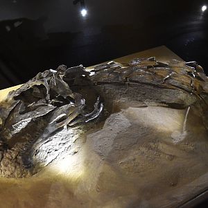 Plateosaurus Specimen, Museum für Naturkunde, Berlin, 7th June 2023