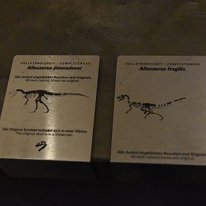 Allosaurus Signage, Museum für Naturkunde, Berlin, 7th June 2023
