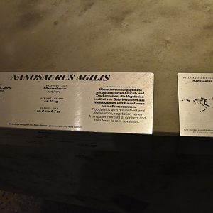 Nanosaurus Signage, Museum für Naturkunde, Berlin, 7th June 2023
