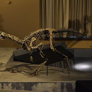 Nanosaurus Specimen, Museum für Naturkunde, Berlin, 7th June 2023