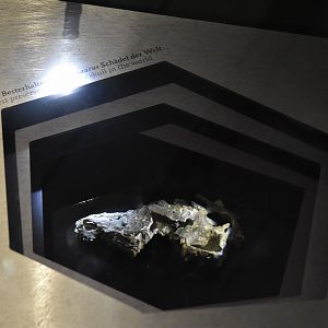 Nanosaurus Specimen, Museum für Naturkunde, Berlin, 7th June 2023