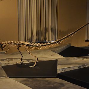 Zephyrosaurus Specimen, Museum für Naturkunde, Berlin, 7th June 2023