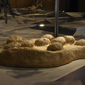 Dinosaur Nest Specimen, Museum für Naturkunde, Berlin, 7th June 2023
