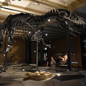 Tyrannosaurus Specimen "Tristan Otto", Museum für Naturkunde, Berlin, 7th June 2023