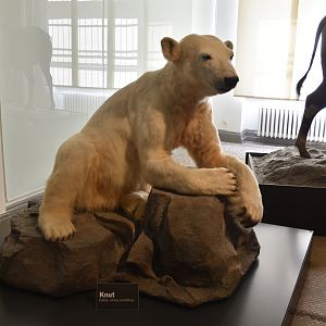 Knut the Polar Bear, Museum für Naturkunde, Berlin, 7th June 2023