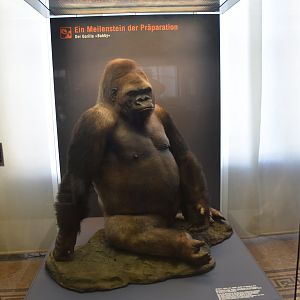 Bobby the Gorilla, Museum für Naturkunde, Berlin, 7th June 2023