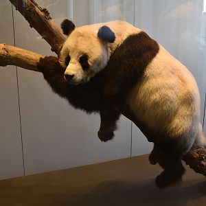 Bao Bao the Giant Panda, Museum für Naturkunde, Berlin, 7th June 2023