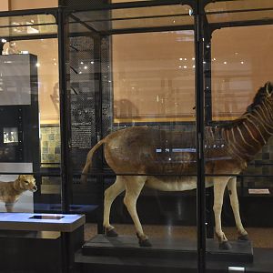 Thylacine and Quagga Specimens, Museum für Naturkunde, Berlin, 7th June 2023