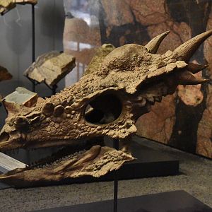 Stygimoloch Skull Museum für Naturkunde, Berlin, 7th June 2023
