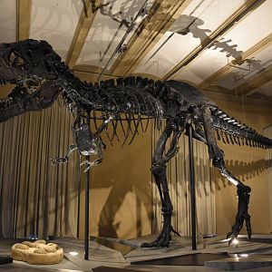 Tyrannosaurus Specimen "Tristan Otto", Museum für Naturkunde, Berlin, 7th June 2023