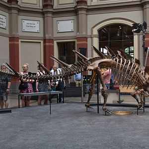 Kentrosaurus Mounted Specimen, Museum für Naturkunde, Berlin, 7th June 2023