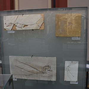 Pterodactylus and Rhamphorhynchus Specimens, Museum für Naturkunde, Berlin, 7th June 2023