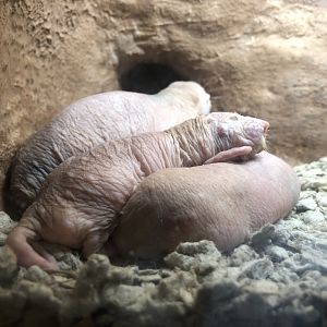 Naked mole-rats, Heterocephalus glaber