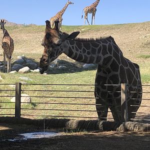 Reticulated giraffe, Giraffa reticulata
