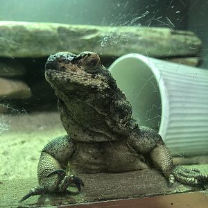 Common chuckwalla, Sauromalus ater