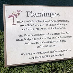Chilean flamingo, Phoenicopterus chilensis, signage -- JW Marriott Desert Springs Resort & Spa