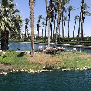 Chilean flamingo, Phoenicopterus chilensis, island -- JW Marriott Desert Springs Resort & Spa