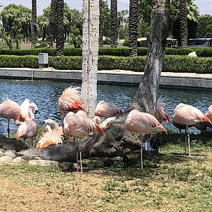 Chilean flamingoes, Phoenicopterus chilensis -- JW Marriott Desert Springs Resort & Spa