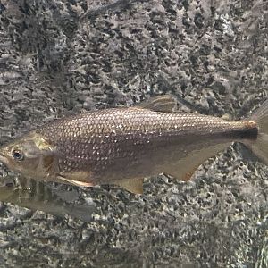 Fish ID?