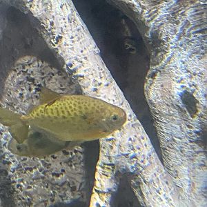 Fish ID?