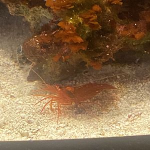 Shrimp ID?