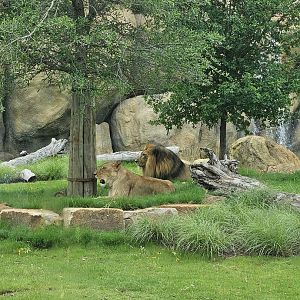 The king has returned