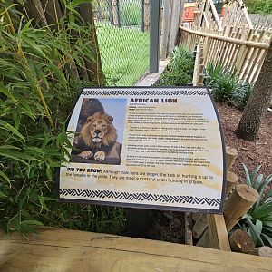 The lion sign is here