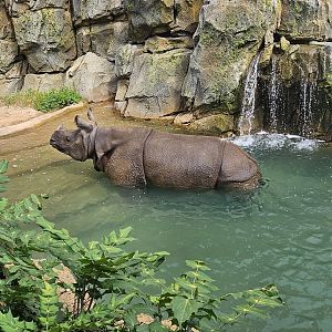 Indian rhino keeps cool