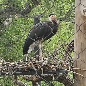 A female Storm's stork