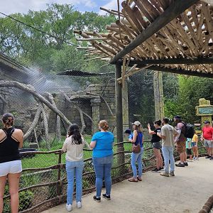 Mist, shade, patrons