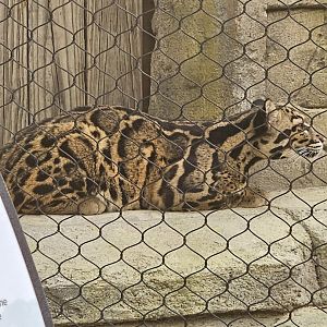 Clouded leopard