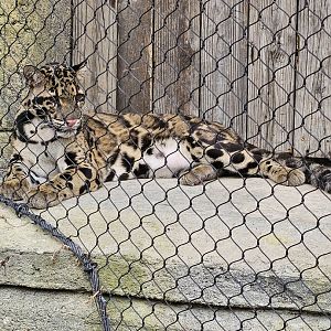 The same clouded leopard