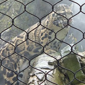 Clouded leopard in the mist
