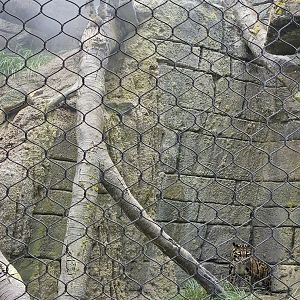 Two clouded leopards