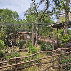 Hornbill aviary again