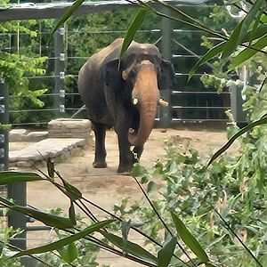 Asian elephant way over there