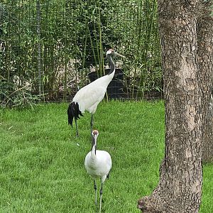 Red-crowned cranes