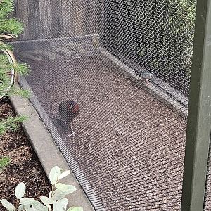 The male satyr tragopan and a Luzon bleeding-heart