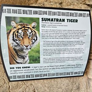 Different tiger species