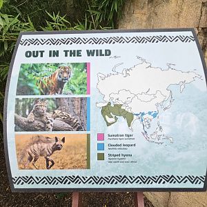 Our three Asian predators