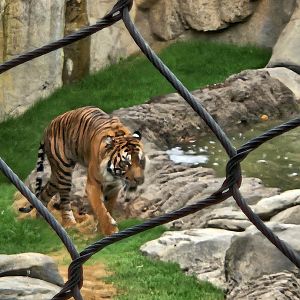 Tiger walking around