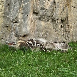 Striped hyena dozes