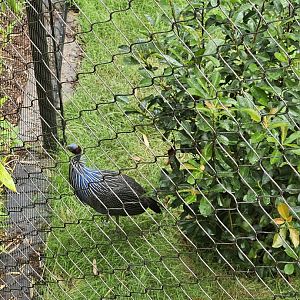 Vulturine guineafowl