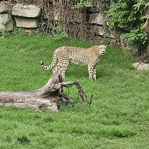 One cheetah